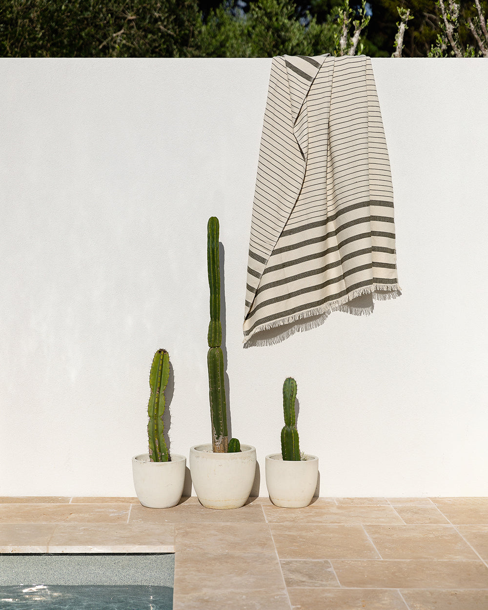 Banksia Throw Avocado